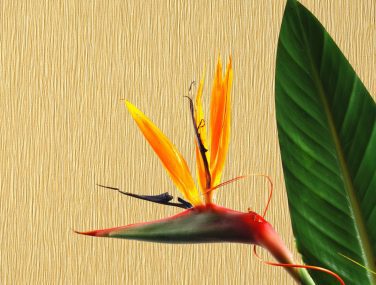 Newmor Tranquility context2 scaled