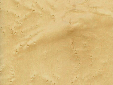 wow 2 Maple Birdseye Light