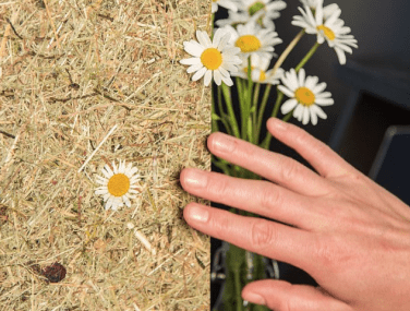 Organoid Technologies