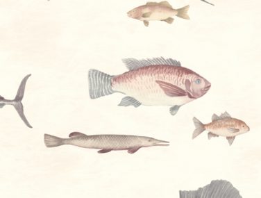 Discovery AQUATIC CHAMPAGNE DYW0001