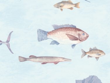 Discovery AQUATIC LIGHT TEAL DYW0002