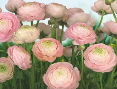 8 894 Gentle Rose ma