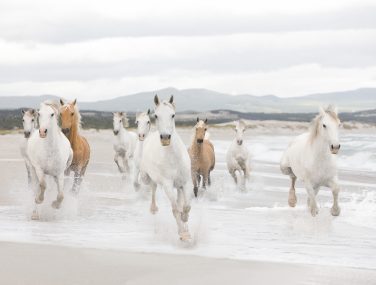 8 986 White Horses ma