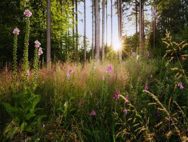 X7 1005 Summer Glade WEB