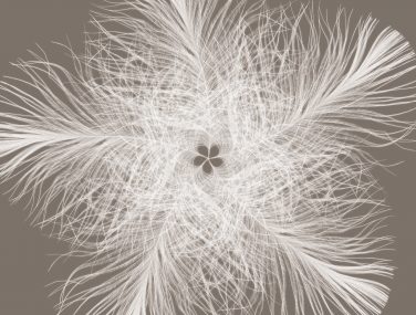 XXL4 006 Federstern ma