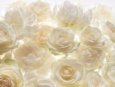 XXL4 007 Shalimar ma