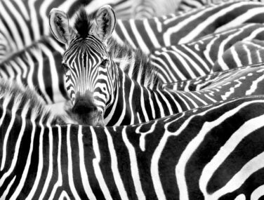 Close,Up,From,A,Zebra,Surrounded,With,Black,And,White