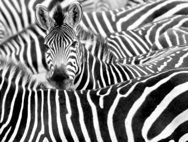 Close,Up,From,A,Zebra,Surrounded,With,Black,And,White