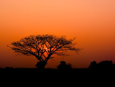 Magical,Sunrise,With,Tree