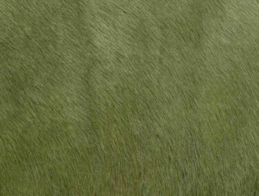 ALFALFA qaxvj0cc9w0ws7vb6gaxjkjohdq4ic8zbjrw9ajghc