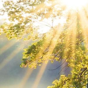 A New Day in Paradise