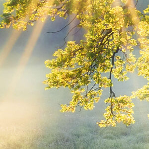 A New Day in Paradise