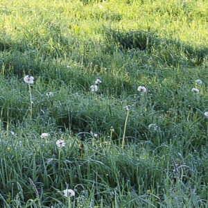 A New Day in Paradise