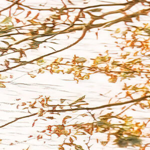 Bold Birch