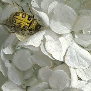 Cultivé