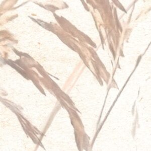 Dune Grass