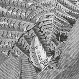 Amazonia Black and White