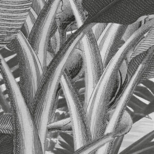 Amazonia Black and White