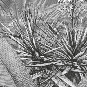 Amazonia Black and White