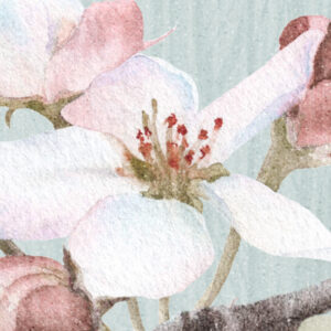 Apple Blossom