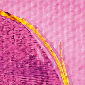 Cells Wrapping