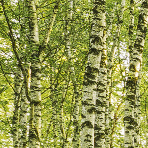 Birch Trees