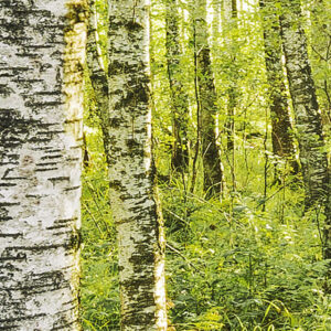 Birch Trees