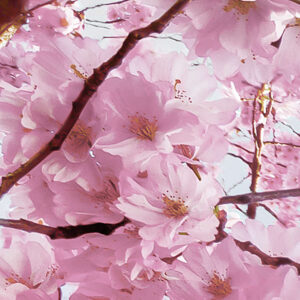 Bloom