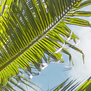 Coconut Heaven