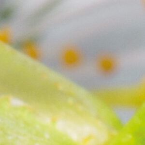 Blossom