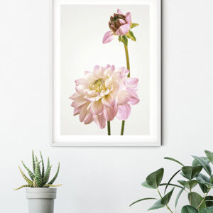 Dahlia
