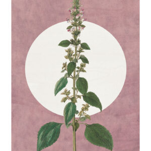Dream of Mauve