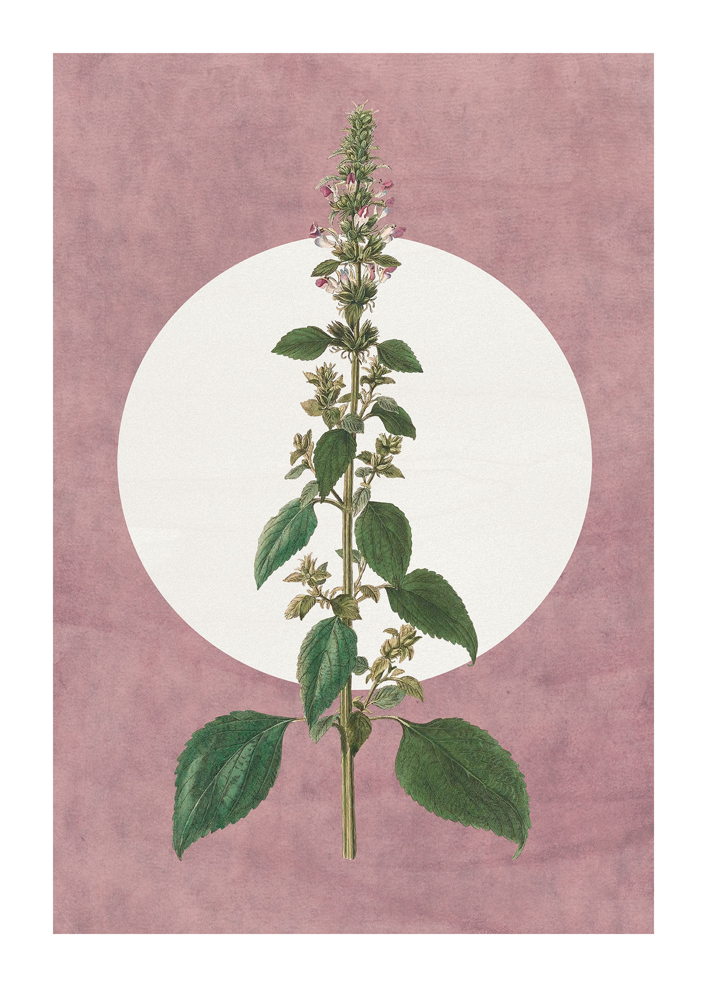 Dream of Mauve