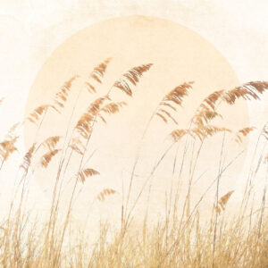 Dune Grass