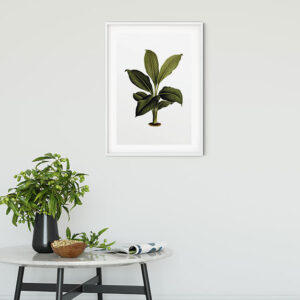 Elastica Leaf