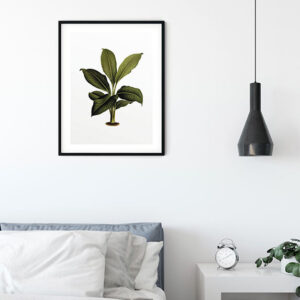Elastica Leaf