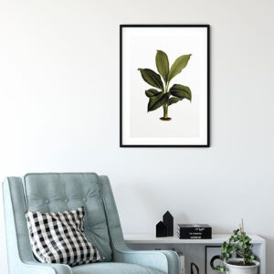 Elastica Leaf