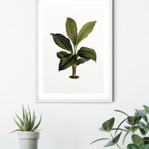 Elastica Leaf