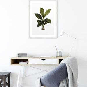 Elastica Leaf