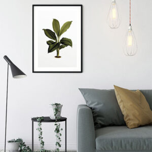 Elastica Leaf