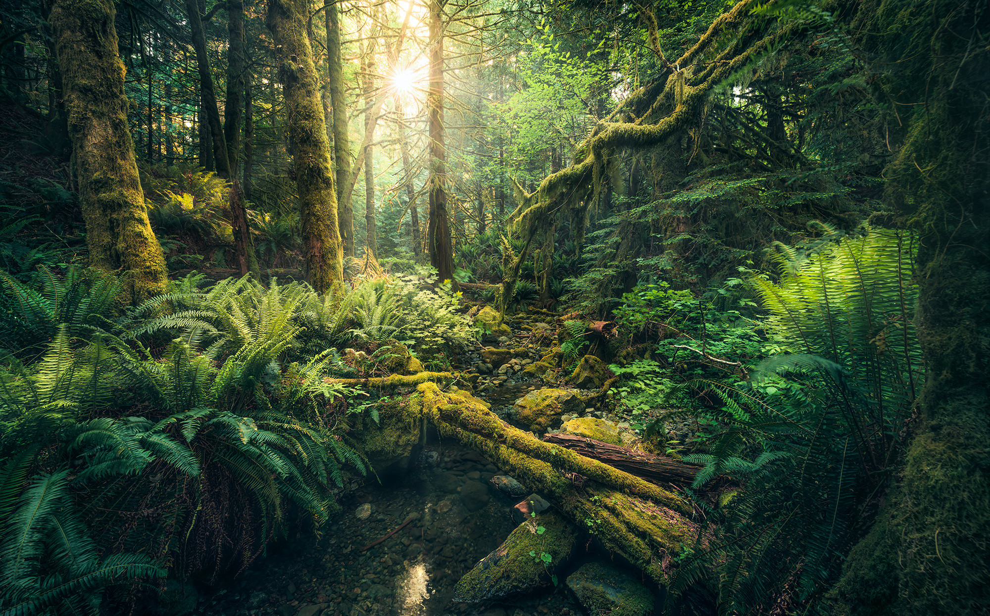 Elves Cathedral