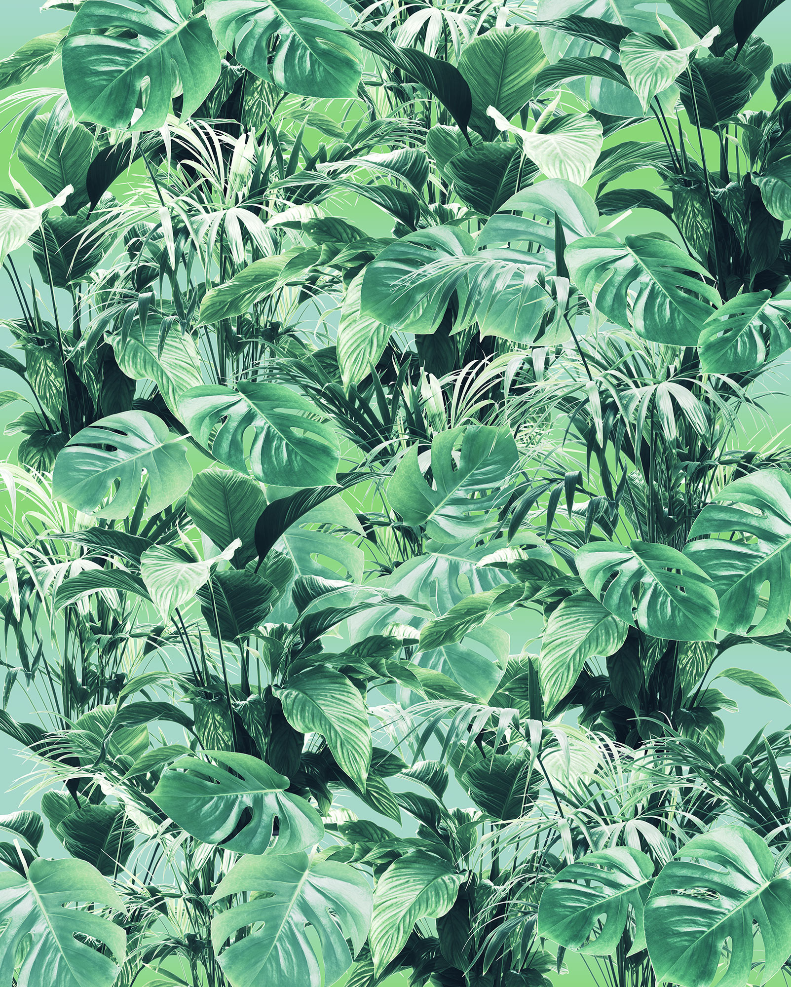 Evergreen