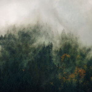 Ambience