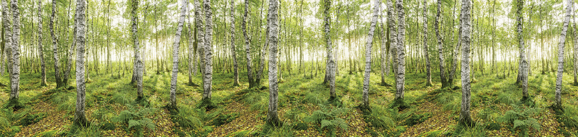 Birch Trees