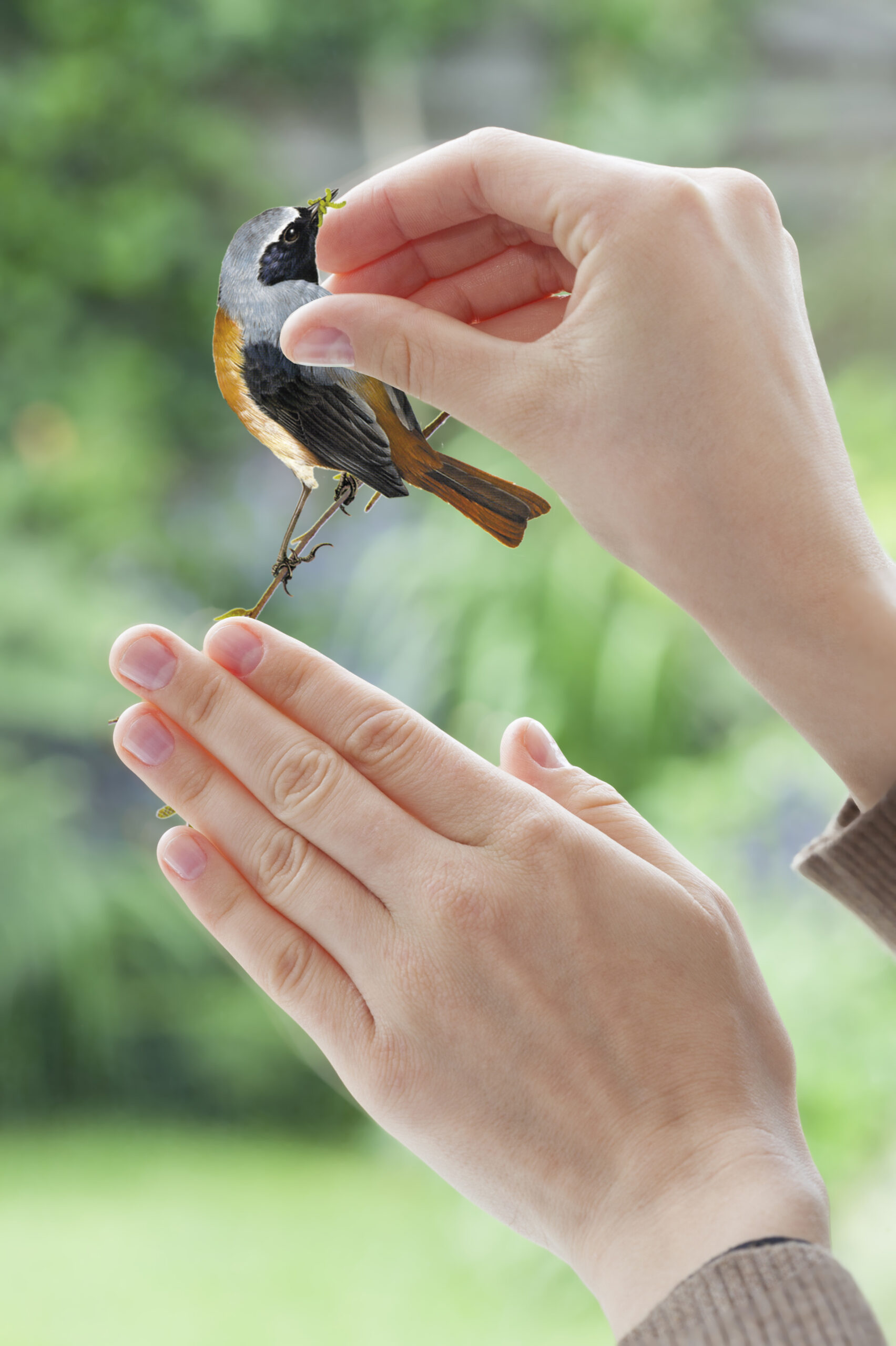 Birds