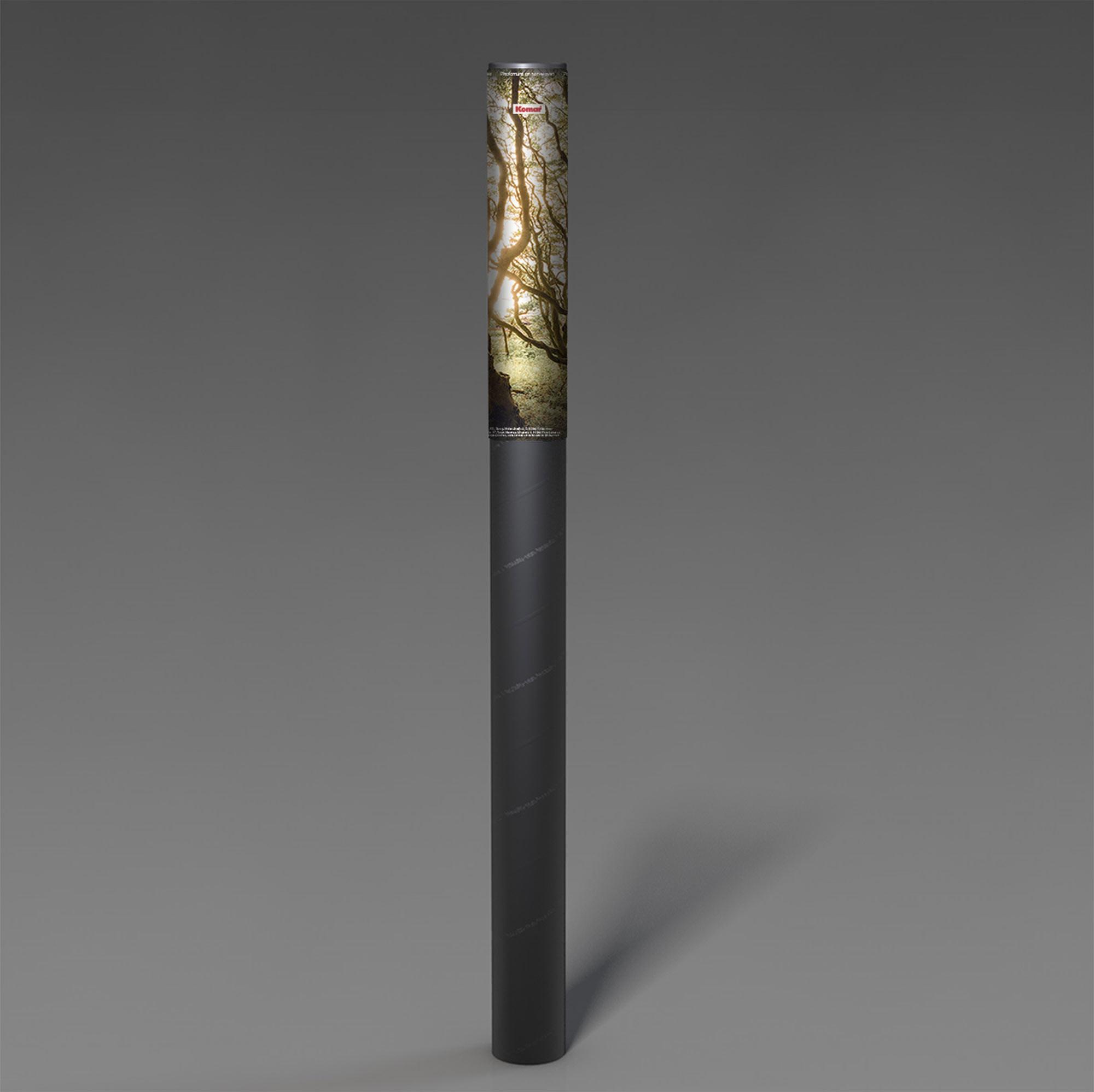 Bold Birch