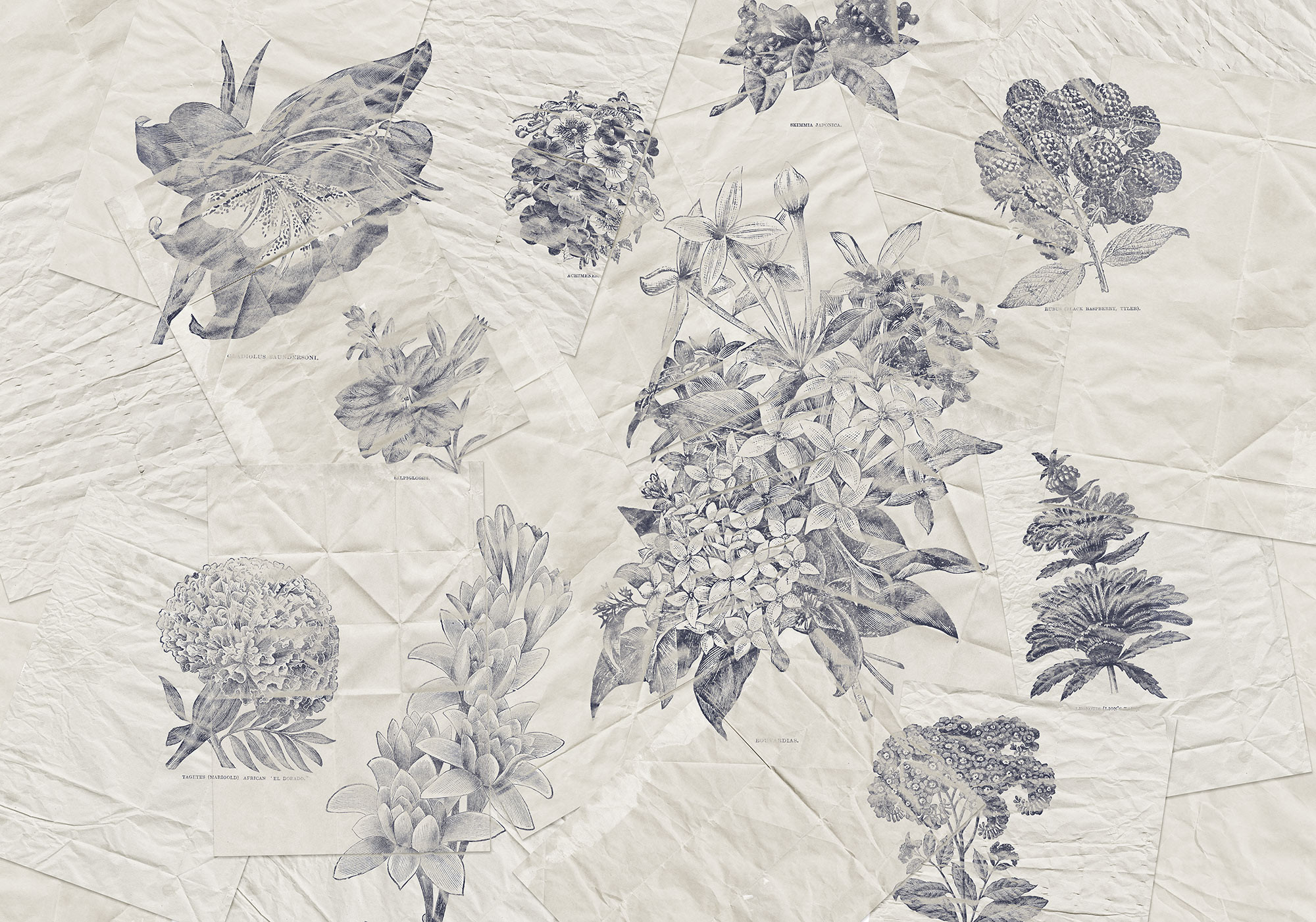 Botanical Papers