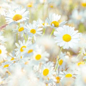 Daisies