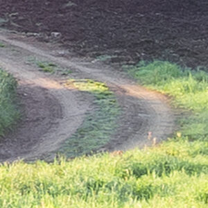 Meadow Trail
