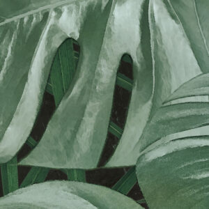 Novel Monstera
